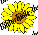Animated Sunflower Gif