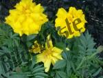 Flowers with yellow blossoms