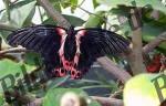 Schmetterling schwarz, rot
