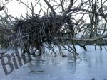 ste und Zweige eingefroren